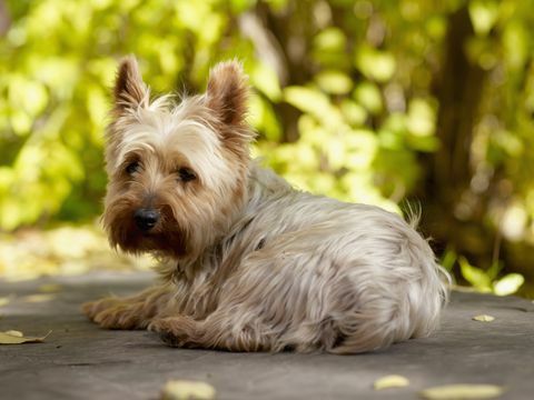 Yorkshire terrierhund liggende