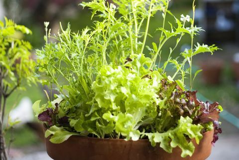 Mesclun greener i blomsterpotte