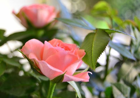 Lyserøde roser i blomst