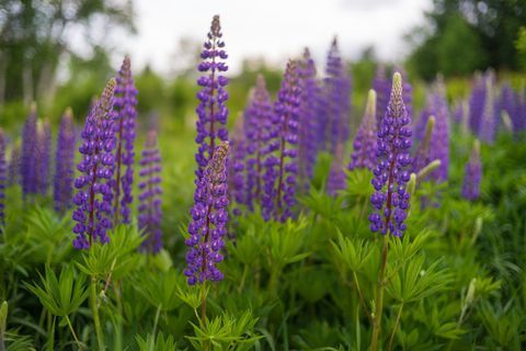 sukker bakke, new hampshire, blomster