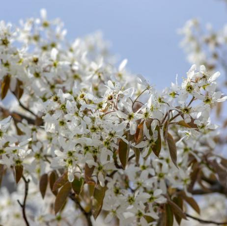 amelanchier lamarckii løvfældende blomstrende busk, gruppe af hvide blomster på grene i blomst, sneklædt mespilus plantekultivar