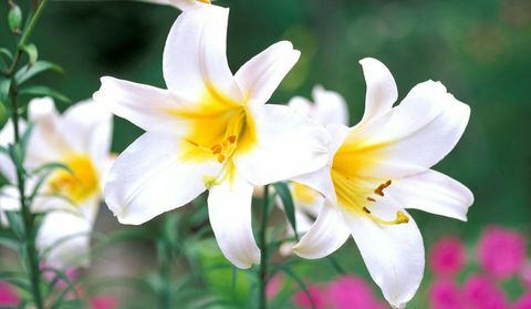 blomster-løg-lilium-Regale