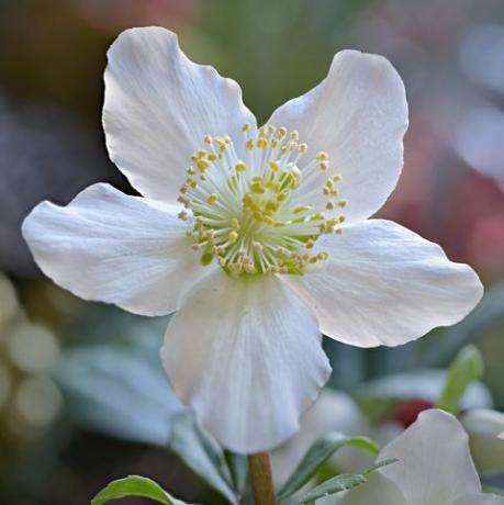 christrosenblüte i nahaufnahme