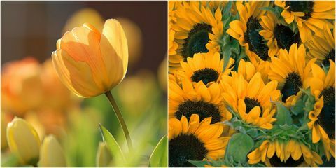 Gule blomster: Gul solsikke og gul tulipan