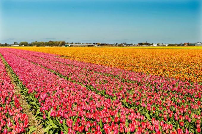 Tulipanmark i Holland
