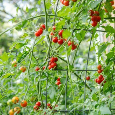 friske røde økologiske vinstokke modne cherrytomater vokser på et buet kvægpanel espalier i en baggårds forstads have efter en regnvejr