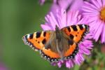 David Attenborough ønsker, at vi alle skal deltage i Big Butterfly Count 2017 i sommer