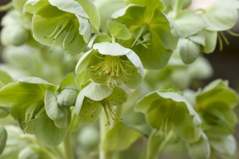 Green Hellebore - flerårig