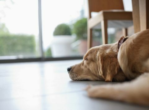 Hunden lægger på gulvet i stuen