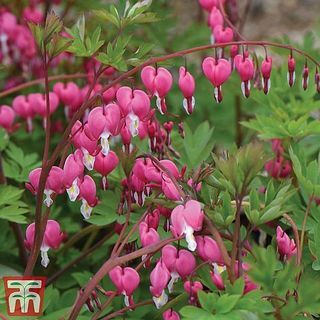 Dicentra spectablis