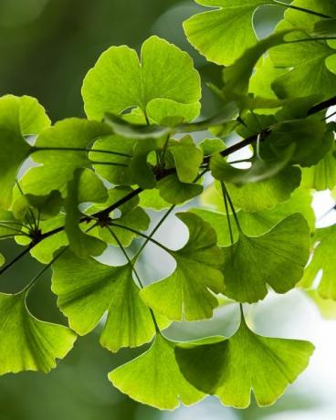 ginkgo biloba grønne blade på et træ i yonghe lamasery, beijing, Kina