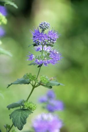 Blomst, blomstrende plante, plante, blå, lilla, lavendel, lilla, violet, botanik, underbuske, 