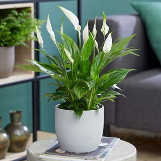 50cm Peace Lily | Spathiphyllum | 13cm Potte | Ved planteteori