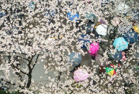Kirsebær blomstrer ved Wuhan Universitet i Kinas centrale Hubei-provins.