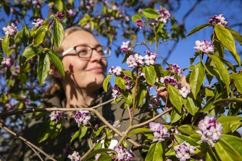 Duftende februar ankommer, når vinterblomster blomstrer større og bedre