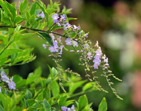 Små lilla blomster i form af et vandfald