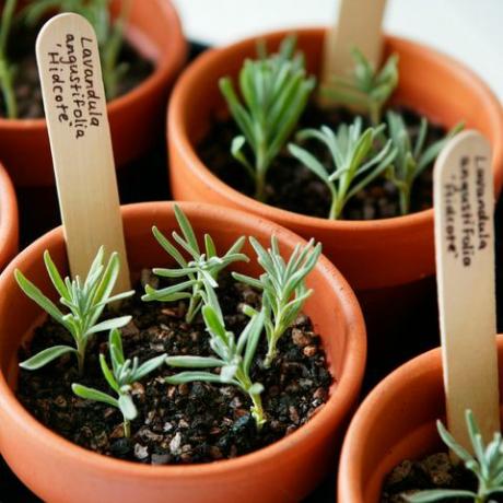 f4t3gp formering af lavendel lavandula angustifolia hidcote bakke med tilberedte stiklinger