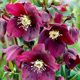 50stk sjældne Helleborus orientalis 'Onyx Odyssey' Blomsterfrø