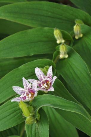 padde lilje tricyrtis hirta også kendt som behåret padde lilje et andet videnskabeligt navn er tricyrtis japonica