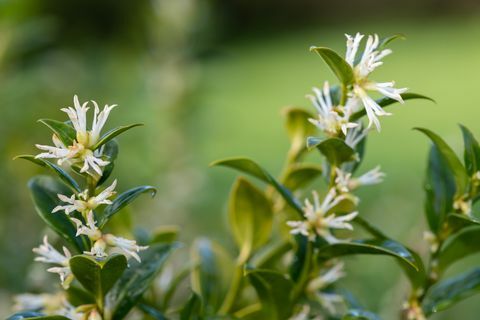 kantplanter, nærbillede af blomster på en sød æske sarcococca confusa busk