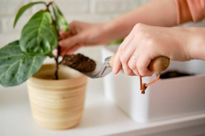 en kvindelig blomsterhandler hælder jord til plantning af planter ficus lyrata bambino i en urtepotte planter en stueplante, hvid murstensvæg baggrund