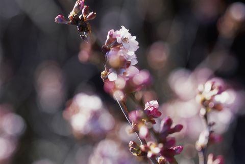 Prunus x subhirtella 'Autumnalis rosea' (Higan kirsebær)