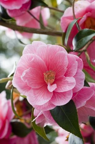 Pink Semi-dobbelt Camellia (Camellia)