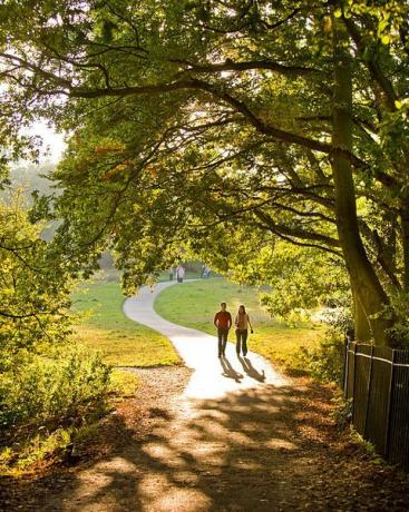 uk london vandrer gennem træerne ved hampstead-heden