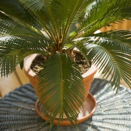 cycas palme