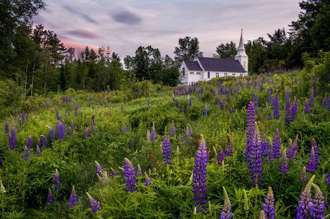 sukker bakke, new hampshire, blomster felt