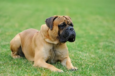 Mastiffhund på græs