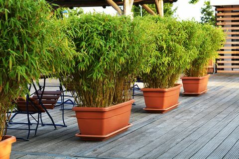 Pas på invasiv bambus, der overtager britiske haver