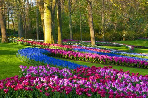 Forår blomster i en park