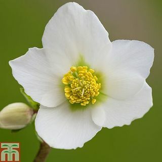 Hellebore Niger Bare rodplanter