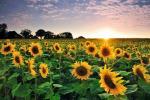 Sådan omfavnes Sunflower Trend derhjemme