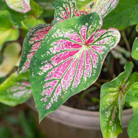 smuk caladium bicolor eller dronning af de grønne planter