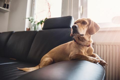 Hund sidder på sofaen