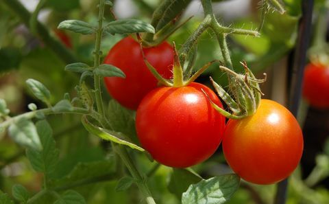 cherrytomater på en vinstok moden i solskin