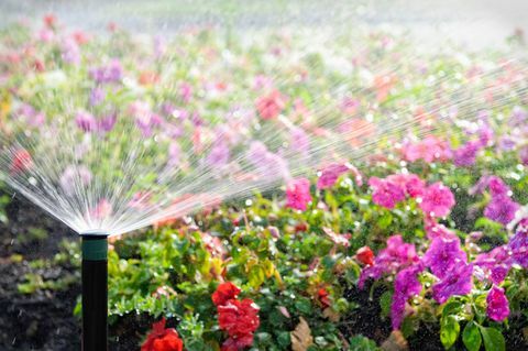 En automatisk sprinkler, der vander en seng med blomster i lyst solskin.