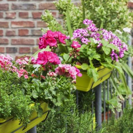 blomsterbokse med blomstrende sommerblomster og rosmarin på balkonen