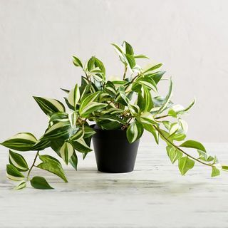 Faux Variegated Tradescantia