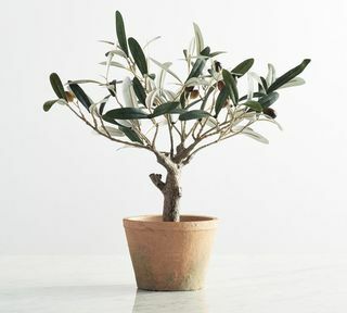 Oliven træ i potte