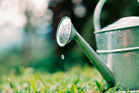 Vanding kan vanddråber på havegræs