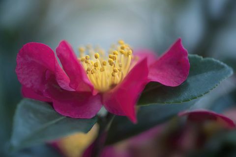 Deep Pink Camellia blomst