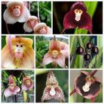 Disse sjældne orkideer ligner aberes ansigter, og du kan købe frøene