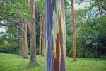 Rainbow Eucalyptus er det mest farverige træ på jorden