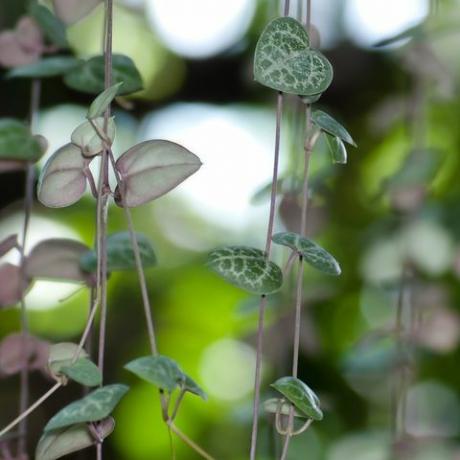 hjertestreng plante ceropegia woodii