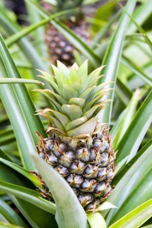 populære stueplanter ananas plante