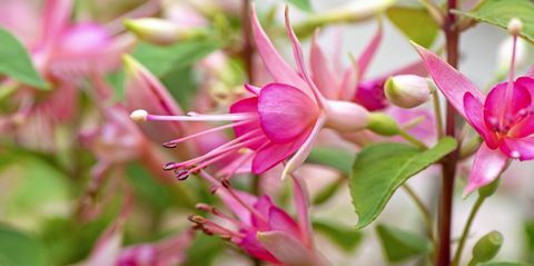 sengeplanter, fuchsia