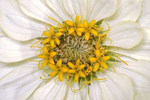 Zinnia elegans zahara 'hvid' blomst